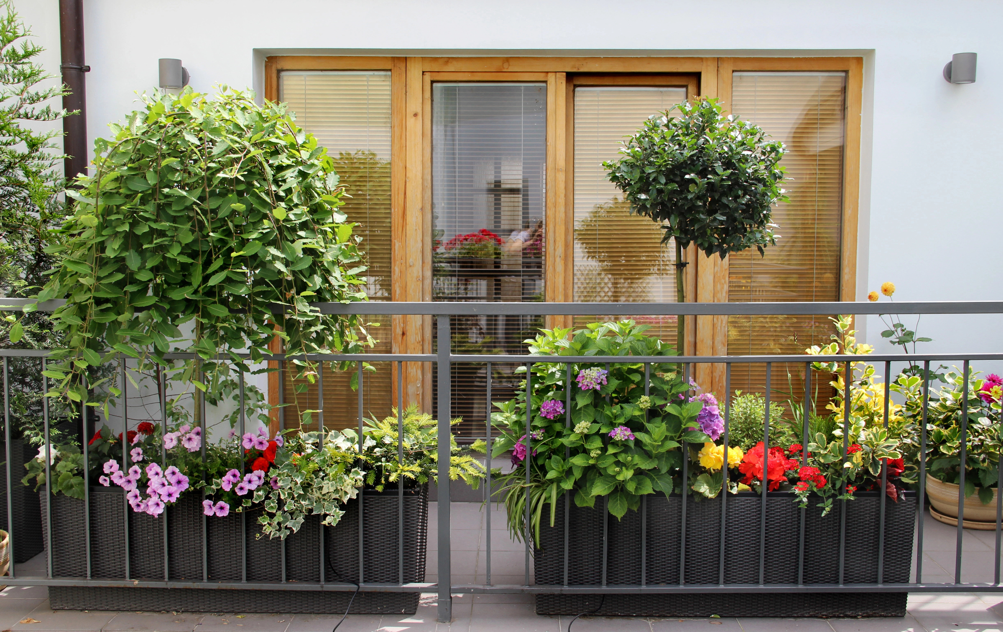 Ko zmanjka prostora za sobne rastline, se lotiš še balkona.